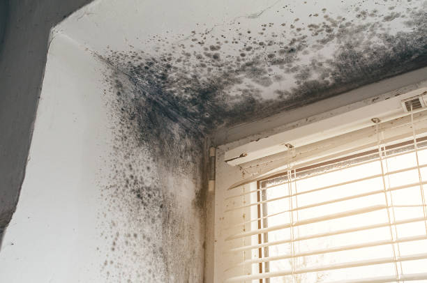 Affordable Attic Mold Remediation solutions in Eaton, CO